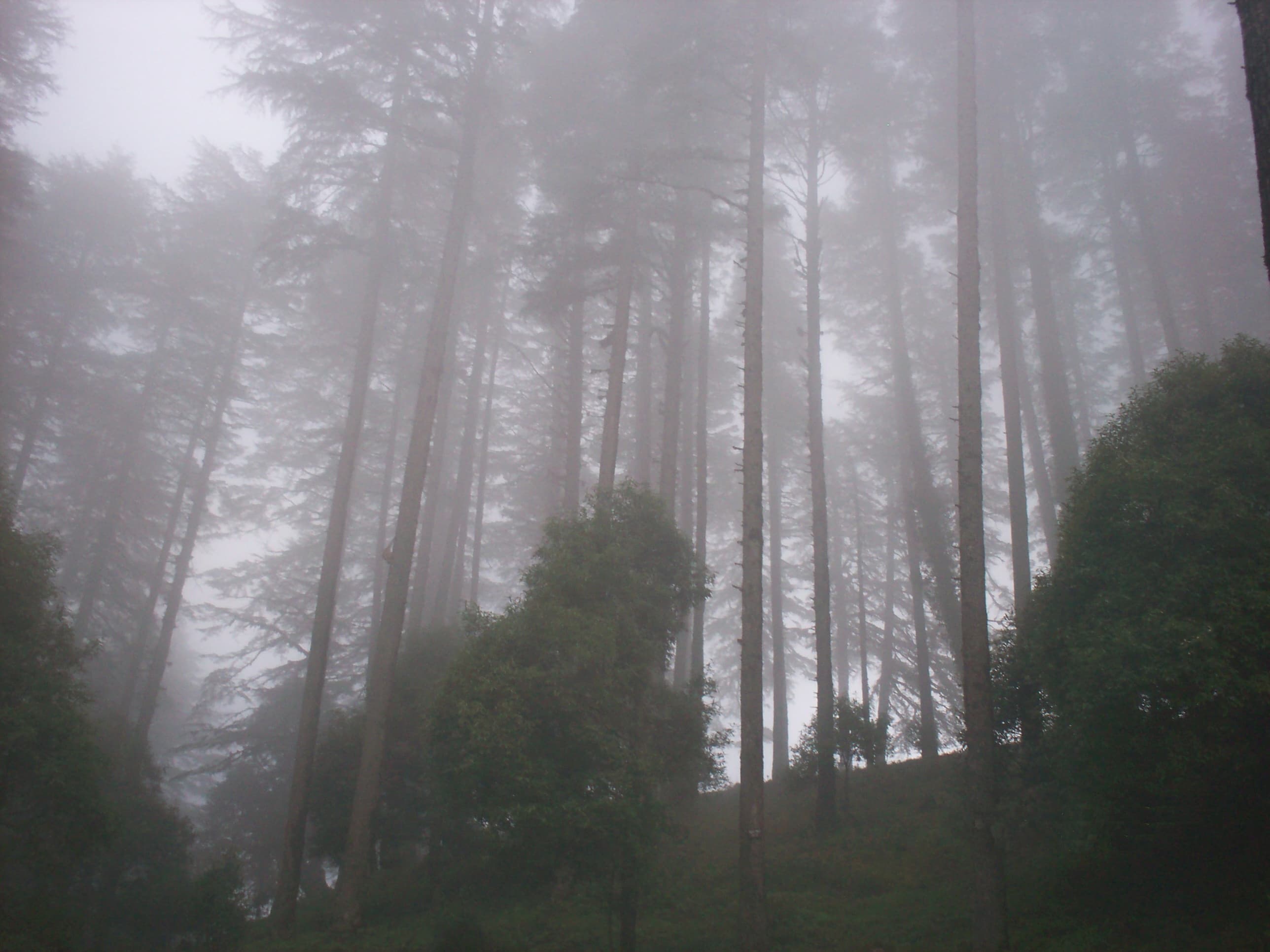 Himalayan views from Dhanaulti near Mussoorie